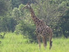 Giraffa camelopardalis rothschildi