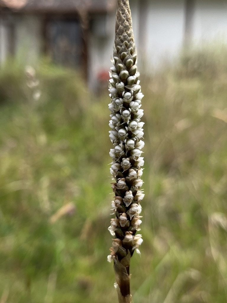 Aa leucantha