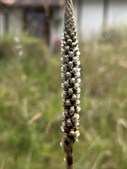 White Orchid (Aa leucantha)