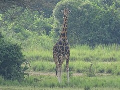 Giraffa camelopardalis rothschildi