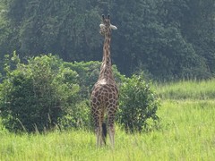 Giraffa camelopardalis rothschildi