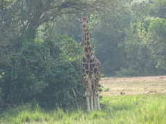 Giraffa camelopardalis rothschildi