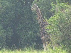 Giraffa camelopardalis rothschildi