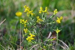 Genista germanica