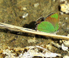 Callophrys dumetorum