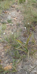 Alepidea capensis capensis