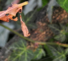 Arachnura scorpionoides