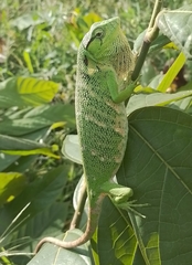 Many-Colored Bush Anole photo 2