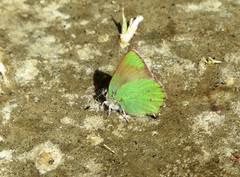 Callophrys dumetorum