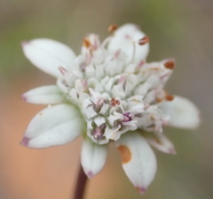 Alepidea capensis capensis
