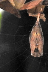 Arachnura scorpionoides