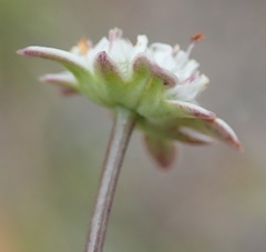 Alepidea capensis capensis
