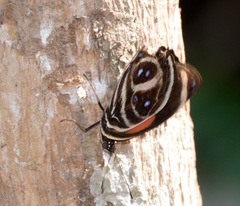 Callicore texa titania