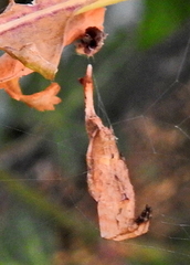 Arachnura scorpionoides