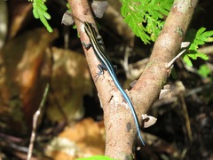 Emoia caeruleocauda