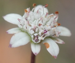 Alepidea capensis capensis