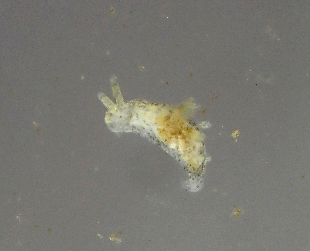 Polycerella emertoni
