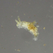 Polycerella emertoni - Photo (c) Jeff Goddard,  זכויות יוצרים חלקיות (CC BY-NC), הועלה על ידי Jeff Goddard