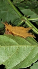 Megalopyginae