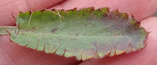 Image of Alepidea capensis by (c) Nicola van Berkel, some rights reserved (CC BY-SA)