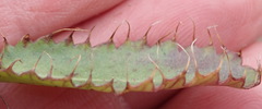 Alepidea capensis capensis