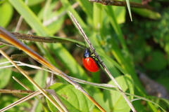 Melasomoptera