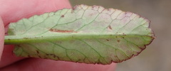 Alepidea capensis capensis