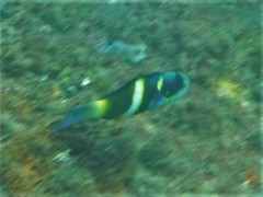 Thalassoma nigrofasciatum