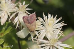 Phytometra viridaria