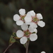 Leptospermum maxwellii - Photo (c) geoffbyrne, alguns direitos reservados (CC BY-NC)