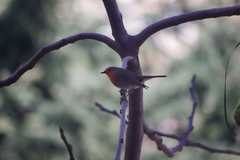 Erithacus rubecula