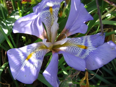 Iris unguicularis