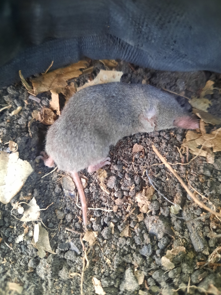 Berlandier's Least Shrew from Altamira, MX-TM, MX on August 10, 2023 at ...