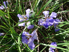 Iris unguicularis