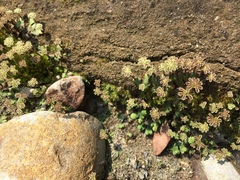 Marchantia emarginata