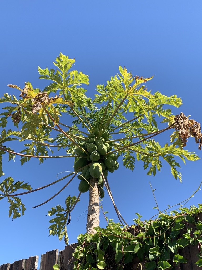 Papaya from Newnham Rd, Upper Mount Gravatt, QLD, AU on August 11, 2023