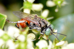 Tachytes amazonus