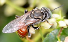 Tachytes amazonus