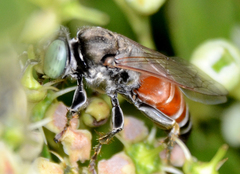 Tachytes amazonus