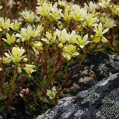 Saxifraga bronchialis funstonii