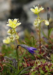 Campanula uniflora