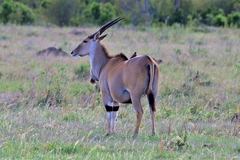 Tragelaphus oryx pattersonianus