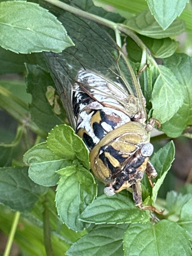 Plains Cicada photo 4