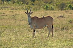 Tragelaphus oryx pattersonianus