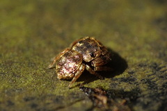 Simaethina
