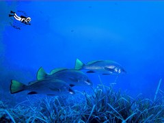 Sciaena umbra
