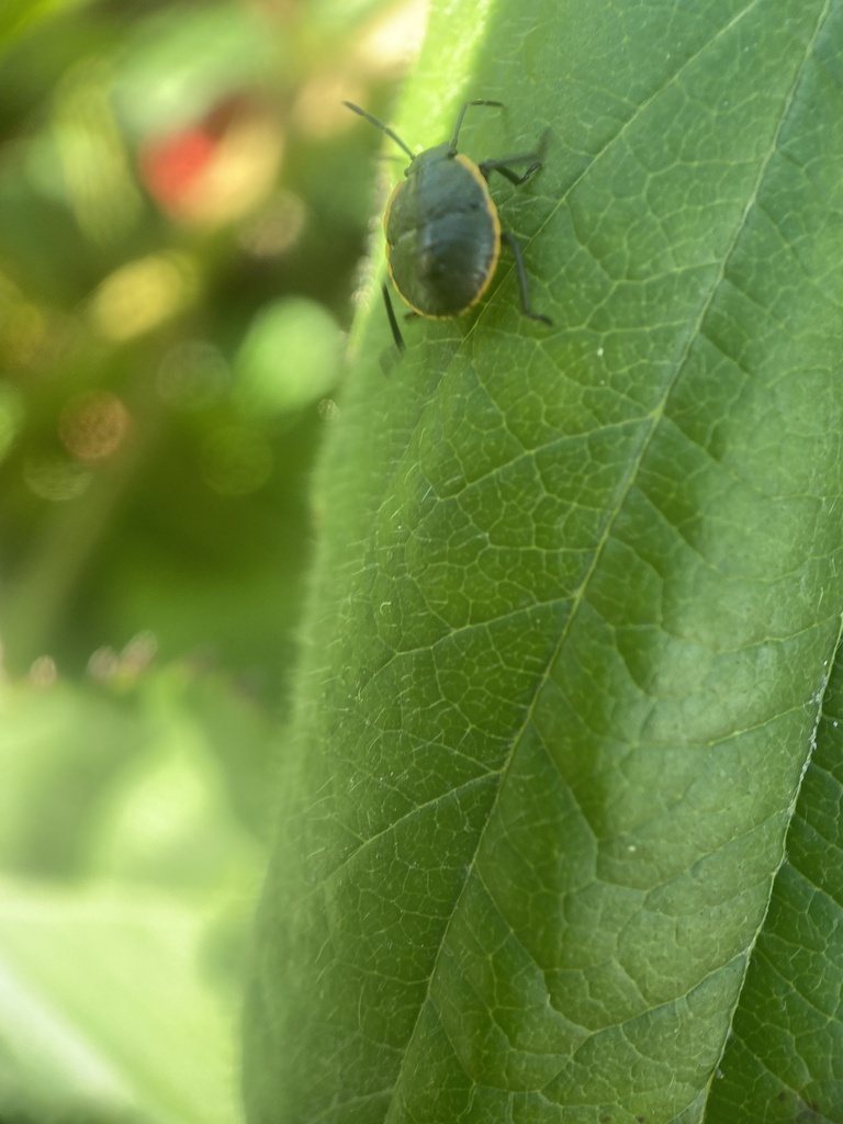 Chlorochroa in August 2023 by Paolo Pietropaolo · iNaturalist