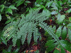 Arachniodes rhomboidea