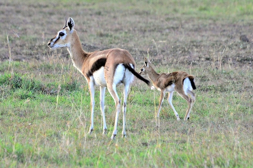 Thomson's Gazelle, photo 7 of 8