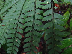 Arachniodes rhomboidea